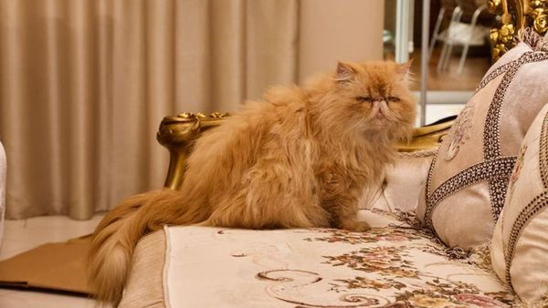 Rescatan gatos "fifí" de la casa de supuesto narco