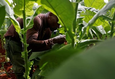 Cuba inicia la campaña tabacalera 2021-2022 con la siembra de 25.000 hectáreas - MarketData