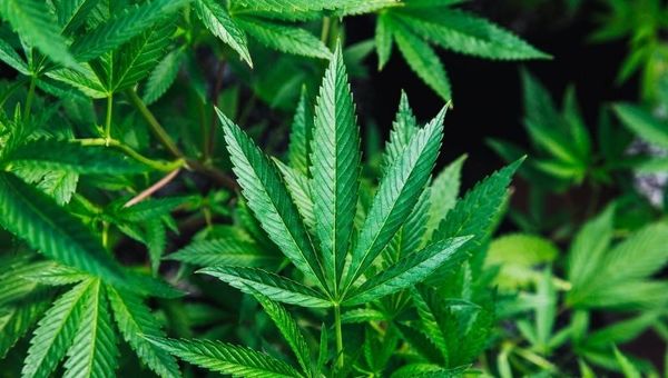 Ante el auge de la producción, crean certificación para la industria del cannabis medicinal