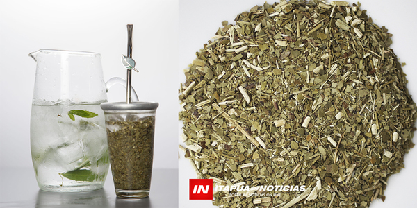 HOY SE CONMEMORA EL DÍA NACIONAL DE LA YERBA MATE