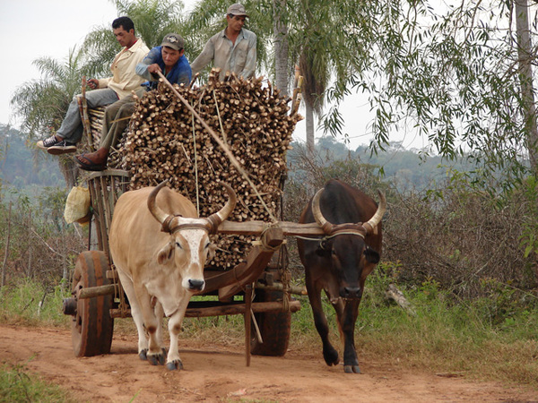 Cliente del CAH recibe apoyo financiero para fortalecer su producción de caña de azúcar  - .::Agencia IP::.