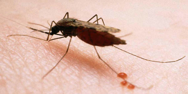 Paraguay sigue libre de la trasmisión autóctona de la malaria - .::Agencia IP::.
