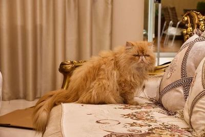 Gatos Persa: ¿Qué pasará con los animales rescatados de la casa del supuesto narco? - Nacionales - ABC Color