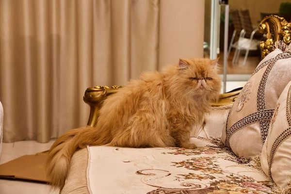 Gatos Persa: ¿Qué pasará con los animales rescatados de la casa del supuesto narco? - Nacionales - ABC Color