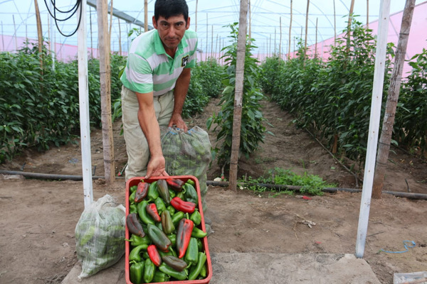 Horticultores cosechan locotes cultivados en invernadero - .::Agencia IP::.