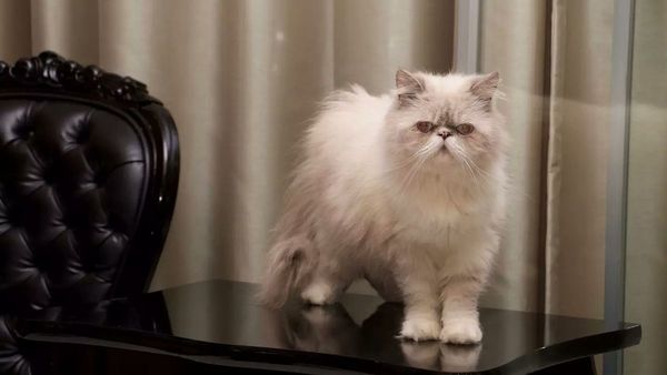 Gatos persas de presunto narcotraficante serán entregados a sus familiares