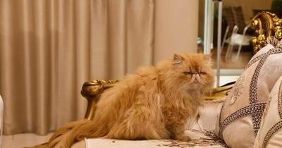Defensa Animal entregará gatos persas de supuesto narco a sus familiares
