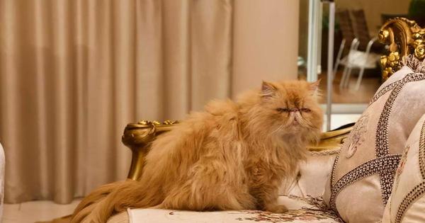 Defensa Animal entregará gatos persas de supuesto narco a sus familiares