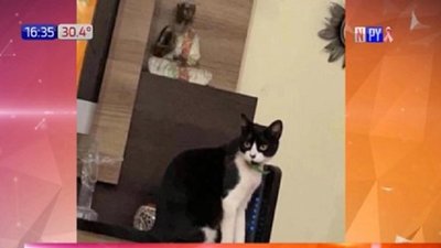 ¡La gatita Michota ya está en casa! Al parecer solo fue a dar un “paseo” | Noticias Paraguay