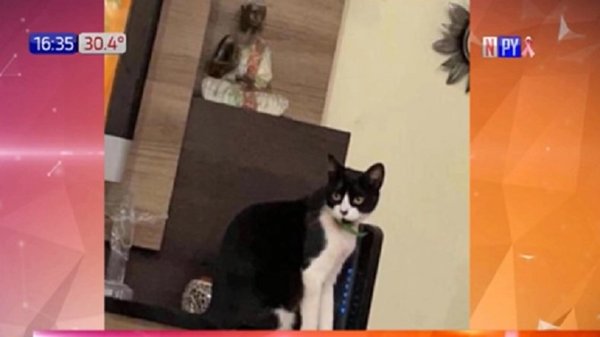 ¡La gatita Michota ya está en casa! Al parecer solo fue a dar un “paseo” | Noticias Paraguay