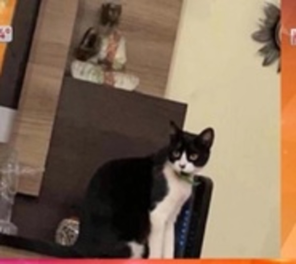 Apareció la gatita viral - Paraguay.com