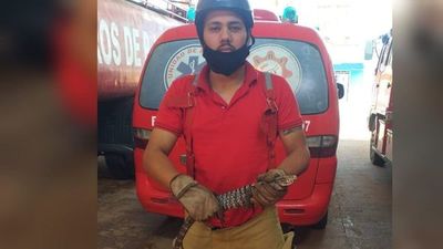Rescatan un teju guasu que apareció en una casa de Pedro Juan Caballero