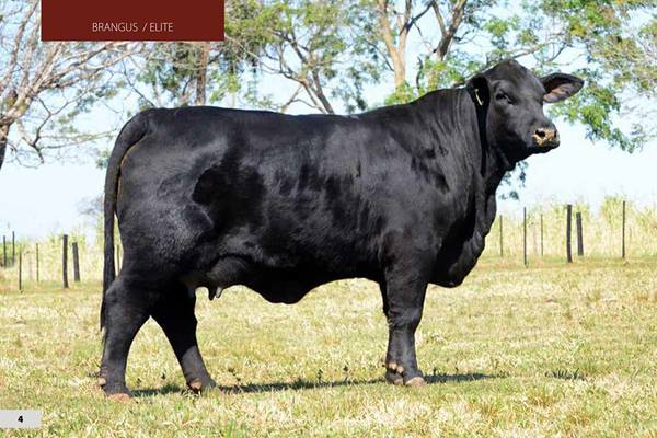 Hoy martes, El Rodeo remata los planteleros Brangus de Cabaña Kerandy