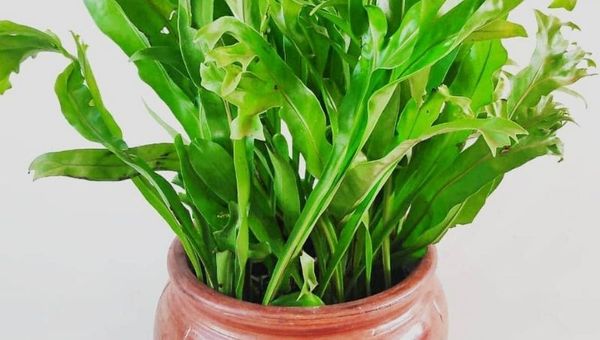 Lisboa Home&Decor: una tienda online que ofrece armonía y equilibrio a través de plantas