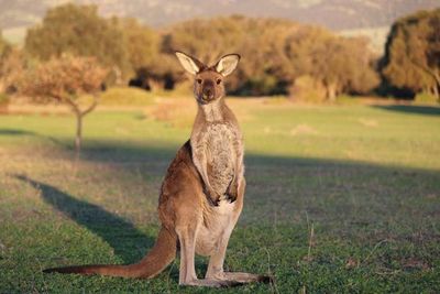 Dos adolescentes acusados de crueldad animal en Australia tras matar canguros - Mundo - ABC Color