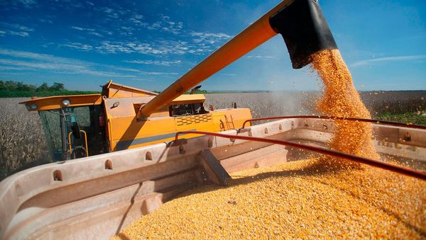 Gobierno argentino decidió limitar las exportaciones de maíz