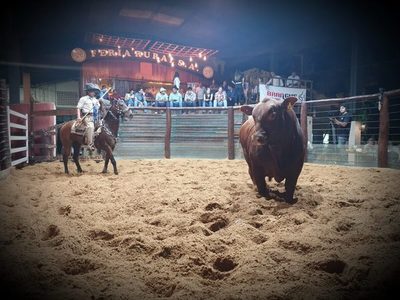 Ferusa vendió 106 Brangus colorados de Ganadera Santa Cecilia por Gs. 1.443 millones