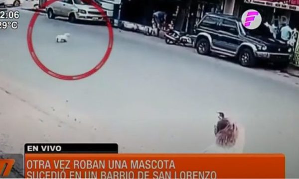 ¡Otra vez robaron una mascota! | Telefuturo