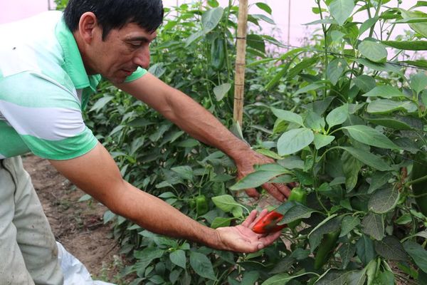 Productores realizan primera cosecha de locote en Ñeembucú - Nacionales - ABC Color
