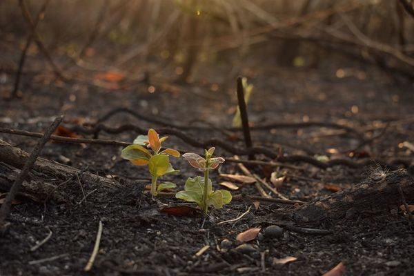 El Chaco registró la mayor cantidad de focos de calor en septiembre - Nacionales - ABC Color