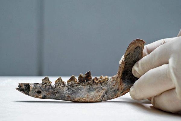 Perros y amos podrían haber habitado Centroamérica desde hace 12.000 años - Ciencia - ABC Color