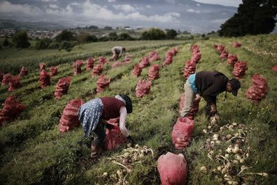 IICA y agrónoma mexicana impulsarán proyectos para productores rurales - MarketData