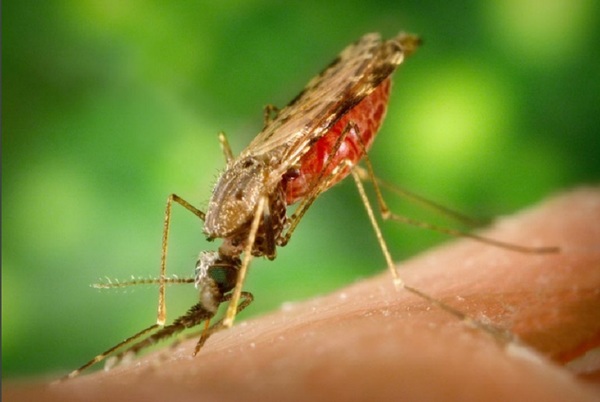 Paraguay se mantiene libre de Malaria autóctona, mediante compromiso de todos
