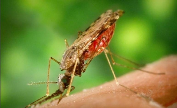 Diario HOY | Salud reporta que nuestro país se mantiene libre de malaria autóctona