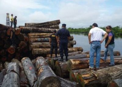 Yacu Kallpa: madera ilegal e impunidad en Perú