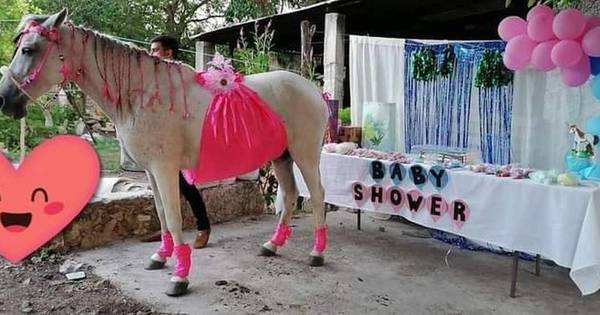 La Nación / ¡Organizan baby shower a una yegua!: sus dueños dicen que Camila es una más de la familia