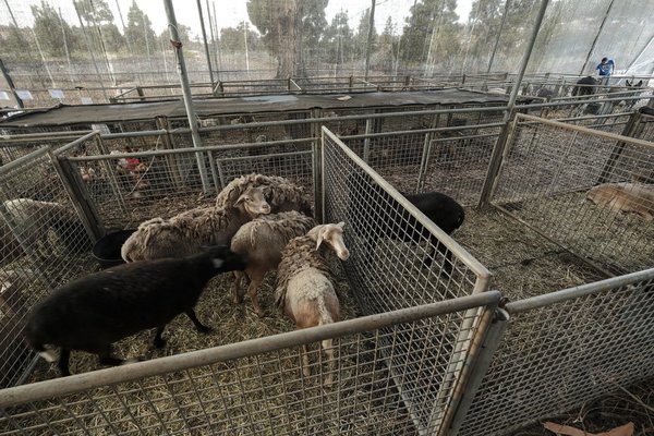 El dramático rescate de cabras, gallinas y conejos ante la lava del volcán La Palma | Ñanduti