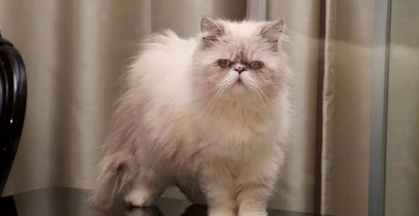 Gatos Persa: ¿Qué pasará con los animales rescatados de la casa del supuesto narco? - Noticiero Paraguay