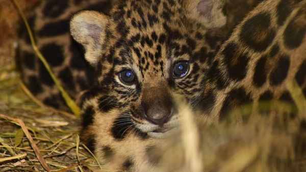 Nacieron bebés pumas y aguara guasu en Yacyretá
