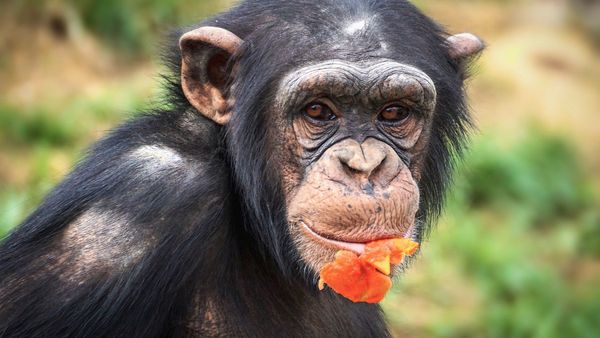Confirman por primera vez casos de lepra en chimpancés salvajes
