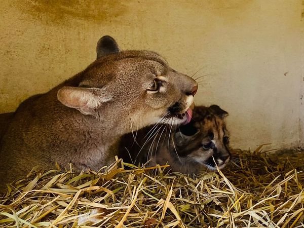 Nacen crías de Aguara Guasú y Puma en Refugio Faunístico de Yacyretá - Nacionales - ABC Color