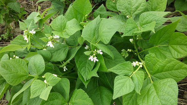 Preparan seminario virtual sobre el cultivo del poroto en el Chaco