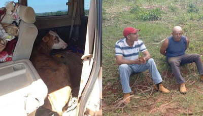 Detienen a dos hombres y recuperan animales vacunos que fueron robados - Noticiero Paraguay