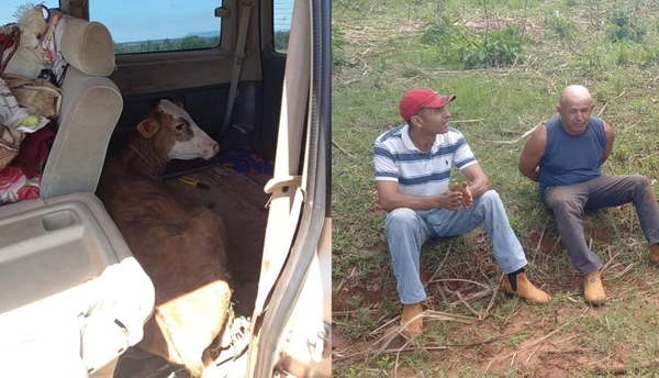 Detienen a dos hombres y recuperan animales vacunos que fueron robados - Noticiero Paraguay