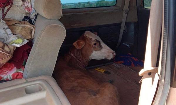Repatriación; Transportan vacas robadas en una camioneta – Prensa 5