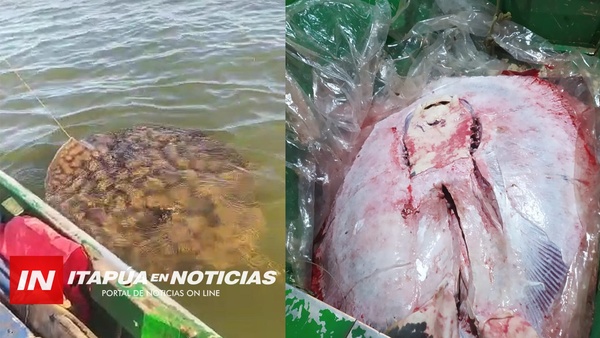 PESCARON UNA ENORME RAYA EN EL RÍO PARANÁ, ZONA DEL B° QUITERIA.