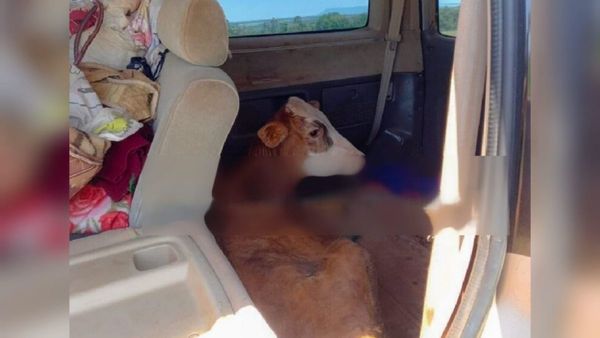 Detenidos por llevar en una furgoneta dos toritos robados