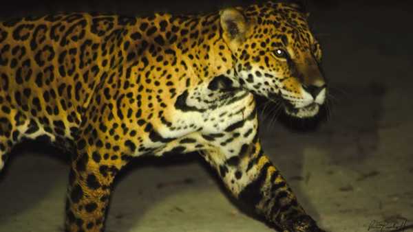 Jaguares en peligro de extinción corren riesgo en un pueblo pesquero de México | Ñanduti