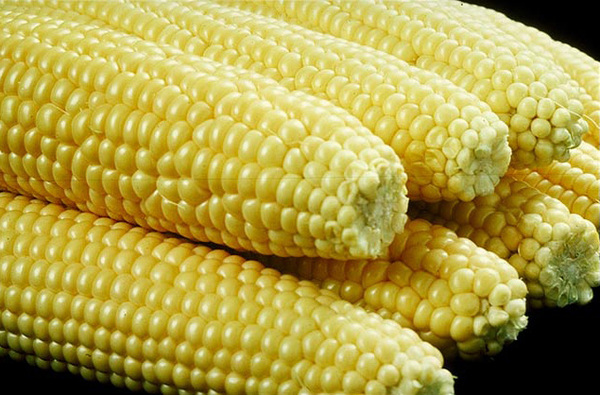 Entregarán semillas de maíz a pequeños agricultores - La Clave