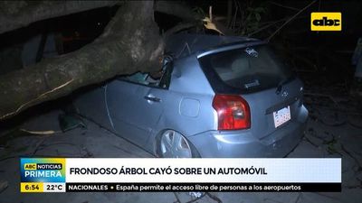 Frondoso árbol cayó sobre un automóvil - ABC Noticias - ABC Color