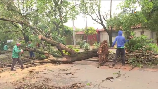 Árboles caídos en Luque tras el temporal - SNT