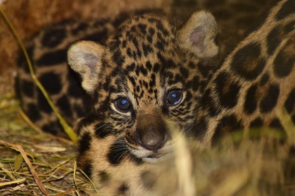 REFUGIO FAUNÍSTICO DE YACYRETÁ LOGRA EXITOSA REPRODUCCIÓN DE DOS ESPECIES AMENAZADAS