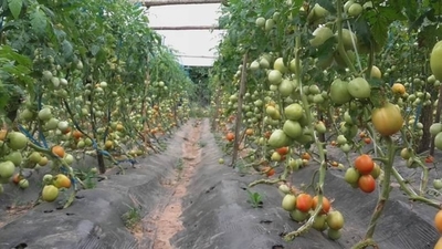 Diario HOY | Productores de tomate también se vieron afectados por el temporal
