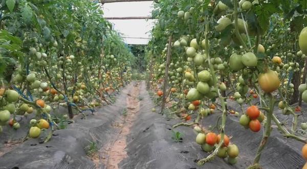 Productores de tomate también se vieron afectados por el temporal – Prensa 5