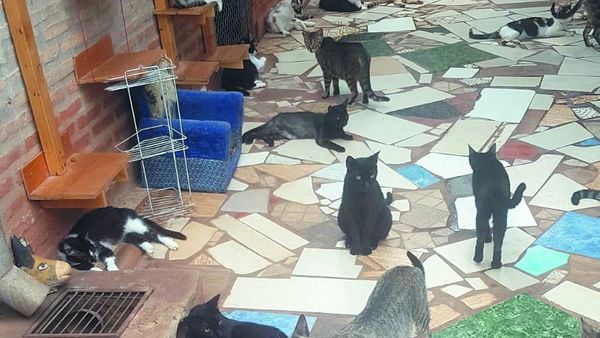 Matan gatitos negros en el mes de rituales