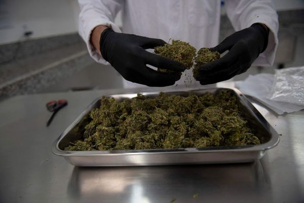 Panamá legaliza el uso medicinal y terapéutico del cannabis - Mundo - ABC Color